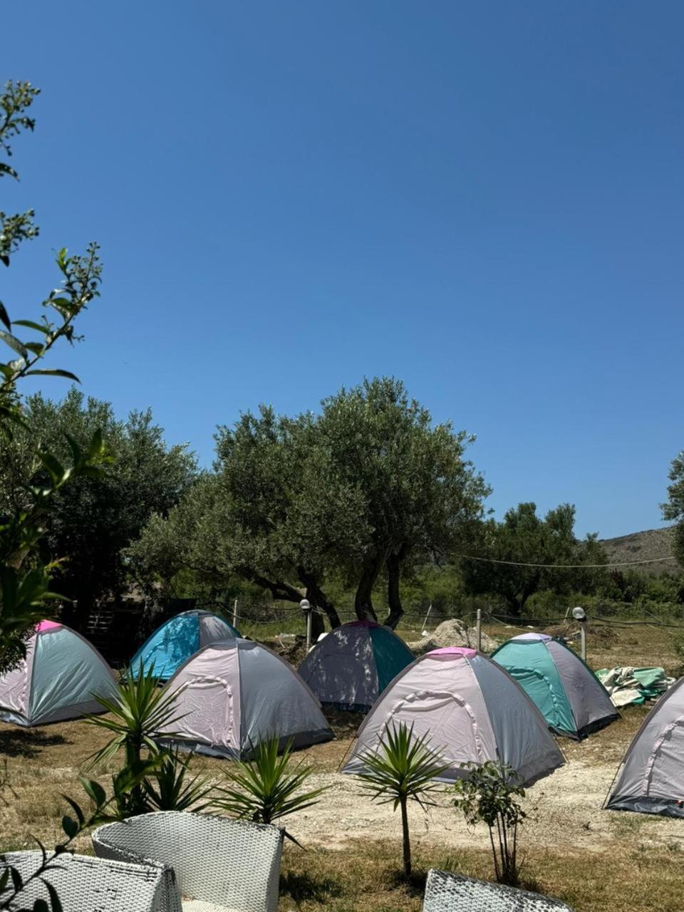 Camping Olive Trees *