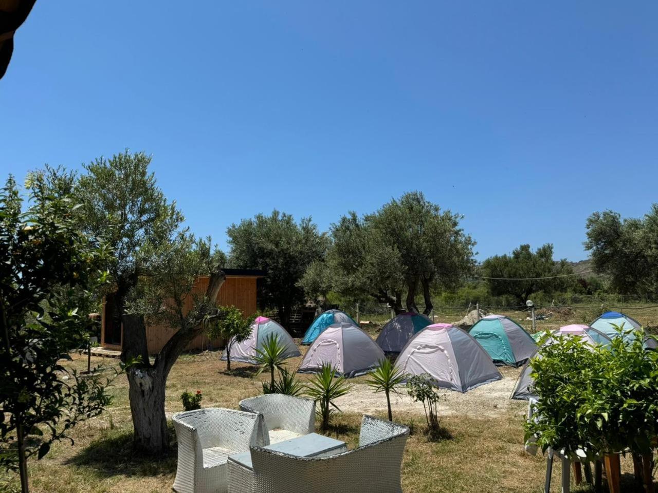 Camping Olive Trees