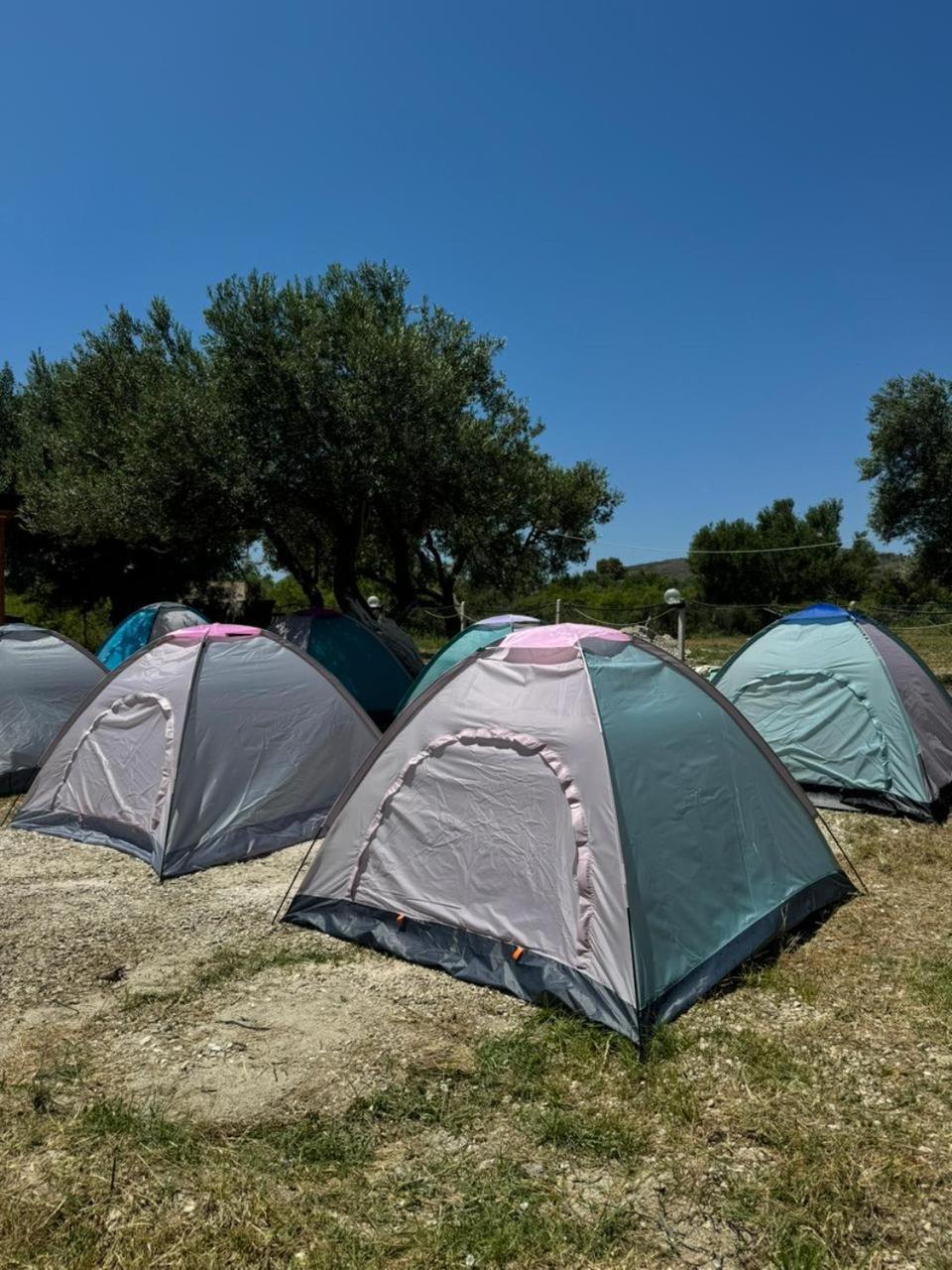 Camping Olive Trees *